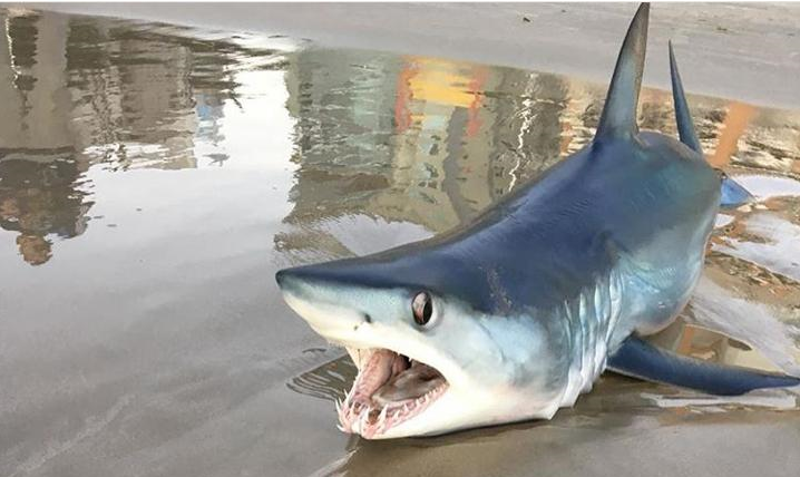 Tubarão raro visto em praia de itapema