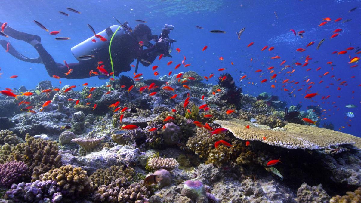Em Busca dos Corais (2017) – Mergulhadores, cientistas e fotógrafos do mundo inteiro se unem em uma campanha submarina épica para documentar o desaparecimento dos recifes de coral. - Crédito: Divulgação/33Giga/ND