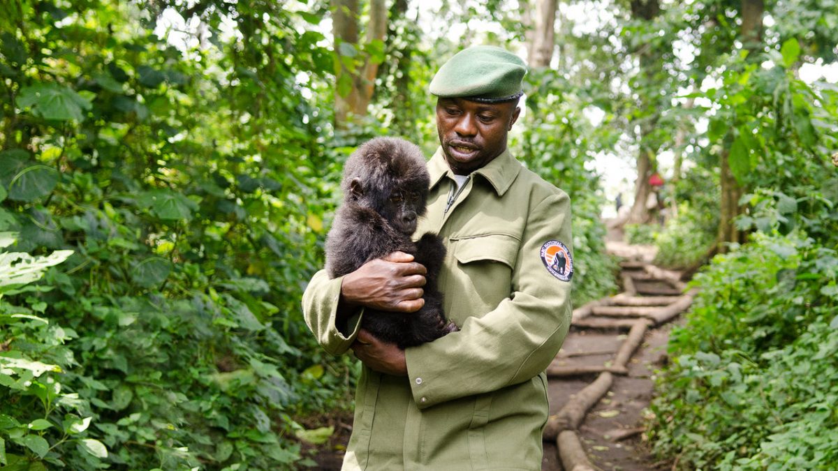 Virunga (2014) – Conheça a história verídica dos guardas que arriscam a vida para proteger o parque nacional mais precioso da África e seus gorilas em risco de extinção. Foi indicado ao Oscar. - Crédito: Divulgação/33Giga/ND