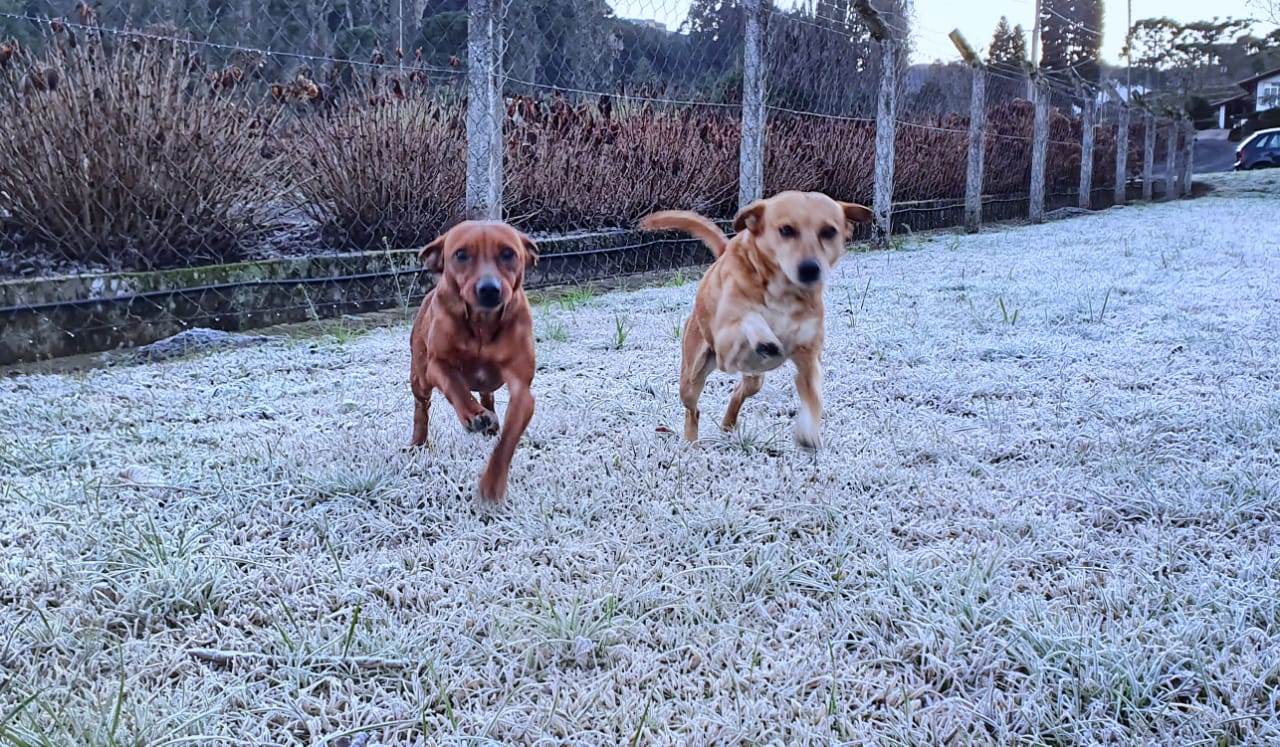 Os cachorros aproveitaram para brincar no campo recoberto de geada com 1.9ºC no local - Mycchel Legnaghi/São Joaquim Online