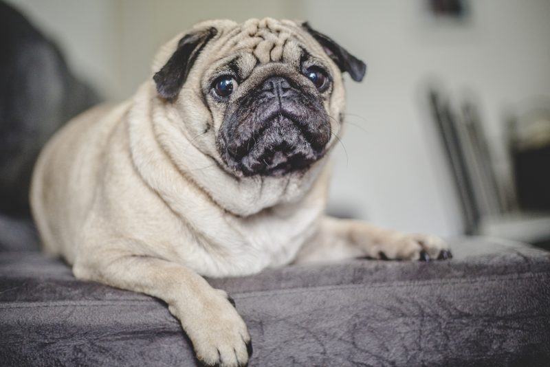 Sons altos e repentinos podem deix&aacute;-los desconfort&aacute;veis – Foto: Daniel Queiroz/ND