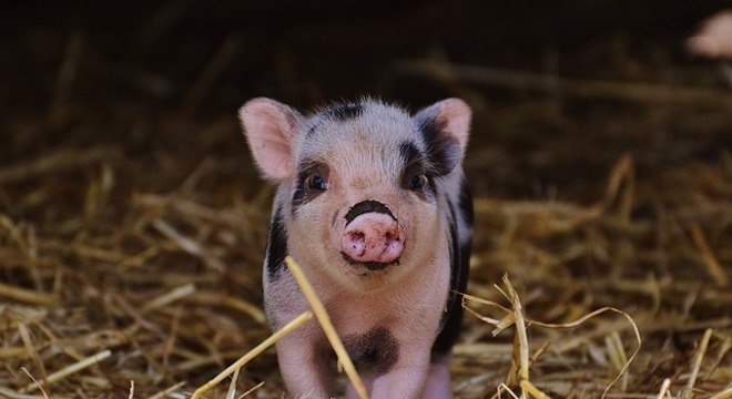 Transplante de rim de porco feito em ser humano foi feito com sucesso nos Estados Unidos – Foto: Pixabay