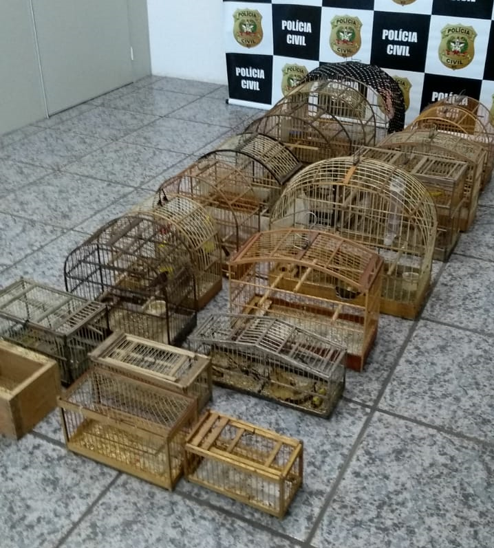 A maioria dos pássaros apreendidos é da espécie “Coleiro”, “Cardeal”, “Sabiá Laranjeira” e”Nego do Bumba” – Reprodução Polícia Civil