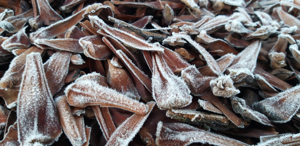 O frio em São Joaquim congelou as pinhas. O frio volta com tudo, porém sem a mesma intensidade da massa polar que castigou o Estado na semana passada. - Wagner Urbano/RIC TV