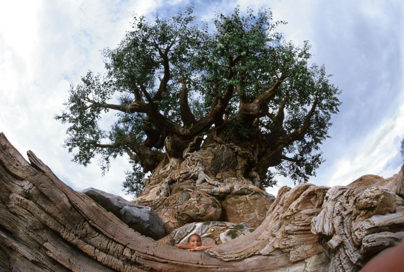 O caçula dos parques temáticos da Disney é o Animal Kingdom. Os visitantes não podem deixar de ir à montanha-russa Expedition Everest e ao safári Kilimanjaro. O símbolo do parque é a Árvore da Vida, com imagens de animais esculpidas no tronco - Divulgação - Divulgação/Rota de Férias/ND