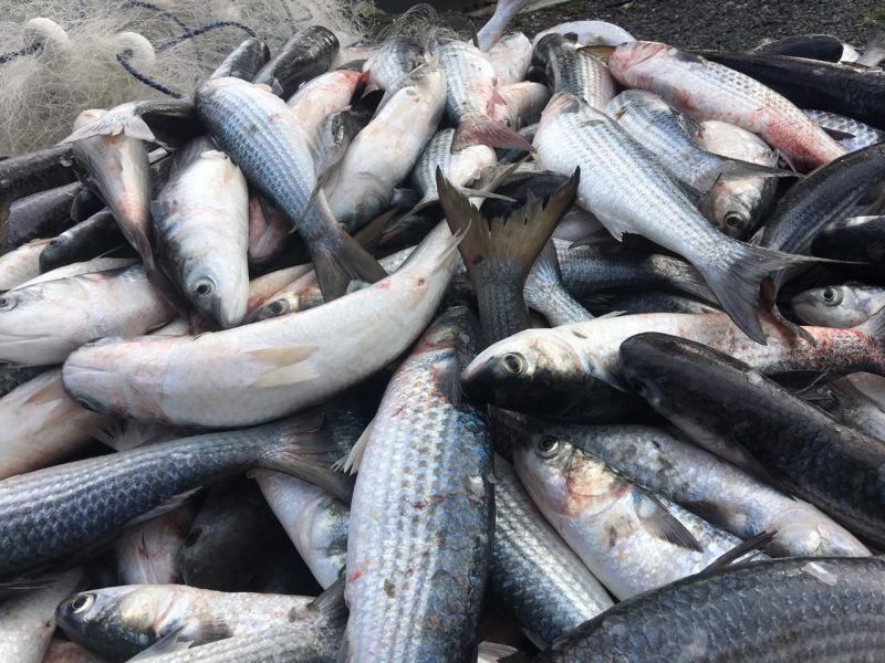 Mais de meia tonelada de tainha foi capturada em Barra do Sul – Fonte: Internet