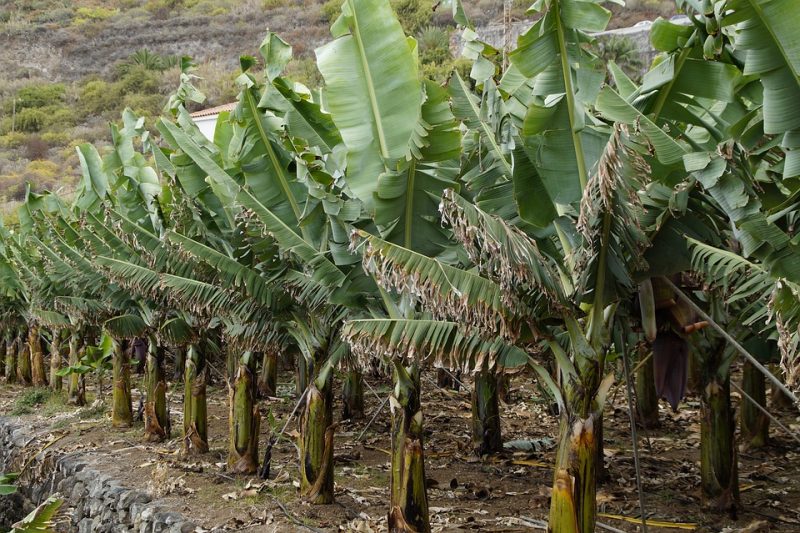 Produ&ccedil;&atilde;o de banana foi a mais afetada pelo ciclone em Garuva – Foto: Pixabay/Reprodu&ccedil;&atilde;o/ND