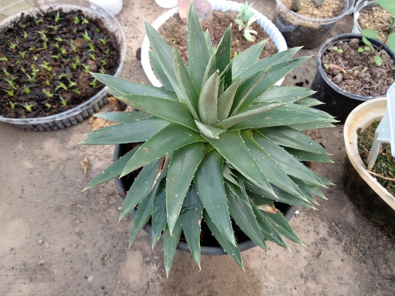 Exemplar maior da brom&eacute;lia D. distachya que estava fora do alcance do ladr&atilde;o – Marcela Ximenes/ND