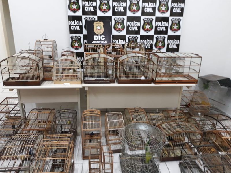 Mais de 47 aves foram apreendidas durante operação da Polícia Civil em Joinville – Polícia Civil / Divulgação