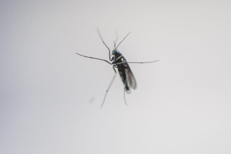 Município já registrou 2 mil focos do mosquito neste ano &#8211; Daniel Queiroz/ND
