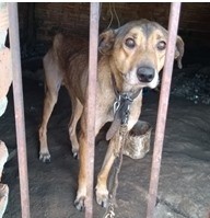 Corça filhote é resgatada com quadro de desnutrição em Jacarezinho, Norte  e Noroeste