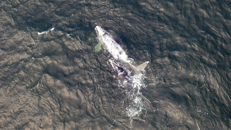 Baleia-franca semi-albina &eacute; avistada no sul da Ilha por moradores – Cr&eacute;dito Eduardo Salgado