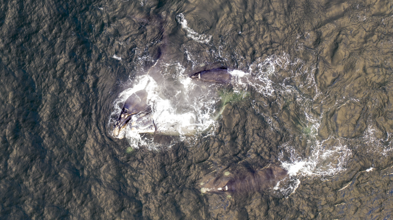 Baleia-franca &eacute; cortejada, situa&ccedil;&atilde;o que n&atilde;o &eacute; comum em Florian&oacute;polis – Cr&eacute;dito Eduardo Salgado/Divulga&ccedil;&atilde;o/ND