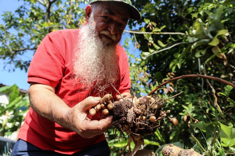 Al&eacute;sio dos Passos aprendeu sobre plantas e ervas ainda crian&ccedil;a, com o seu pai – Anderson Coelho/ND