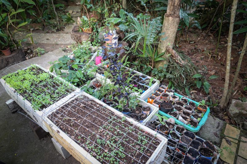 Al&eacute;sio cultiva as plantas em sua propriedade, na Lagoa da Concei&ccedil;&atilde;o – Anderson Coelho/ND