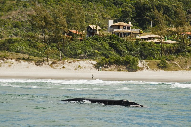 Ferramenta deve garantir mais agilidade no combate a crimes ambientais