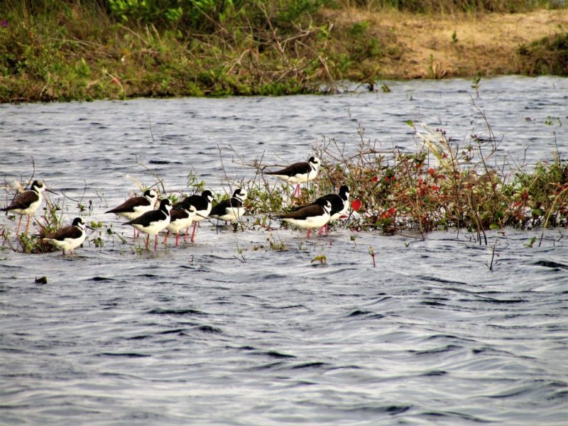 Parque natural municipal das Dunas da Lagoa da concei&ccedil;&atilde;o – Foto: Floram/Divulga&ccedil;&atilde;o
