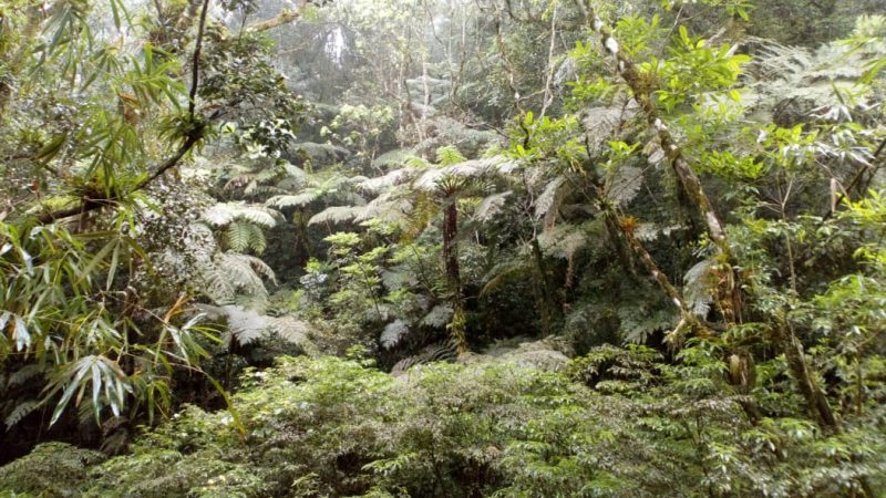 Floresta na Lagoa do Peri, onde é possível encontrar Mata Atlântica preservada em SC