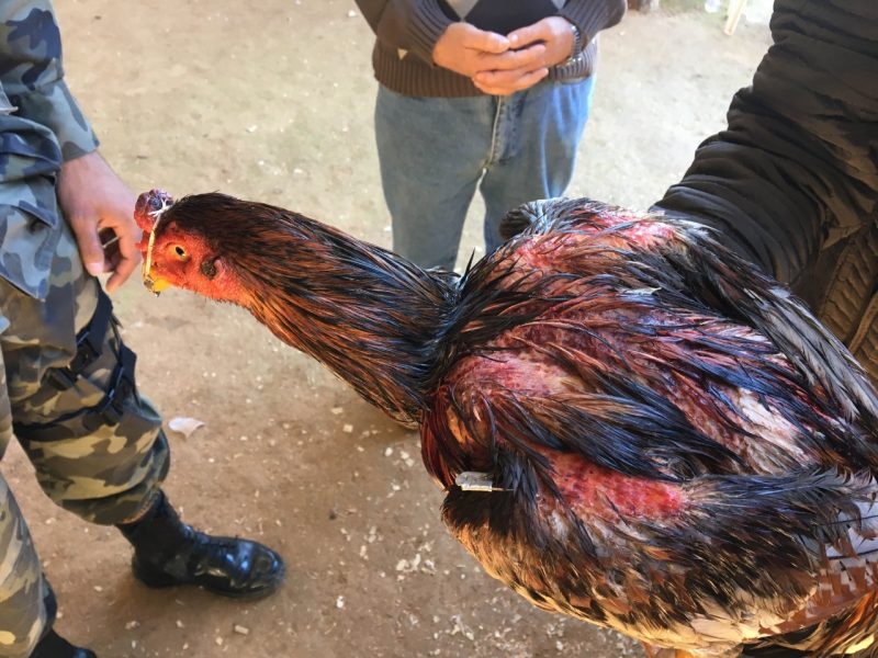 Rinhas de galo são proibidas por lei