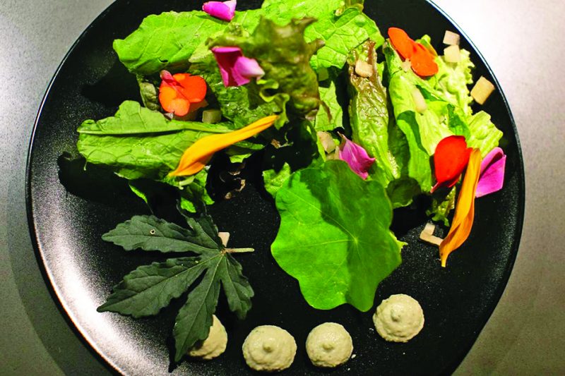 Salada sert&atilde;o do Peri, por Faf&aacute; – Divulga&ccedil;&atilde;o/ND