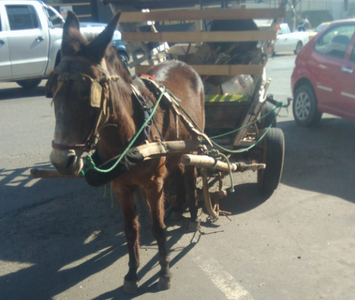 Pedalando, Deixou de ser burro de carga para ser uma roquei…