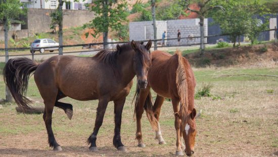 Problema histórico, cavalos soltos tomam conta do Grande Recife