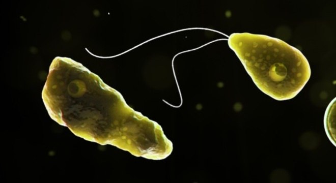 A ameba Naegleria fowleri entra pelo nariz e se instala no c&eacute;rebro – Wikimedia commons