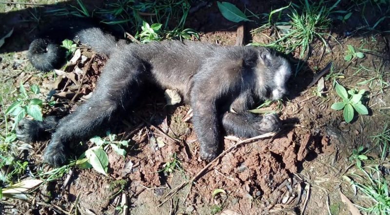 Mais de 60 macacos morreram com suspeita de febre amarela – Foto: Prefeitura de Planalto Alegre/Divulgação/ND