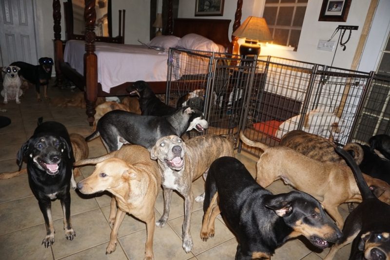 Chella mantém 79 cães em seu quarto durante a passagem do furacão Dorian – Facebook/Divulgação/ND