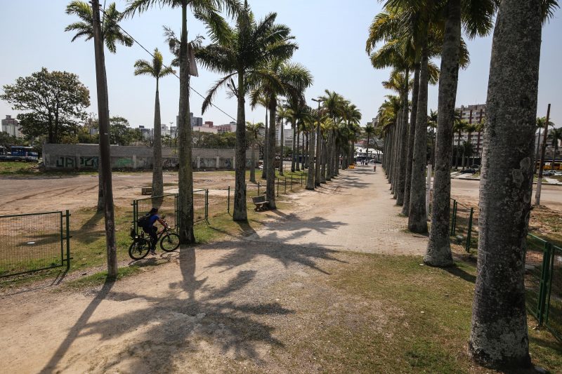 Palmeiras foram plantadas seguindo o projeto de Burle Marx. Foto: Anderson Coelho/ND&nbsp;