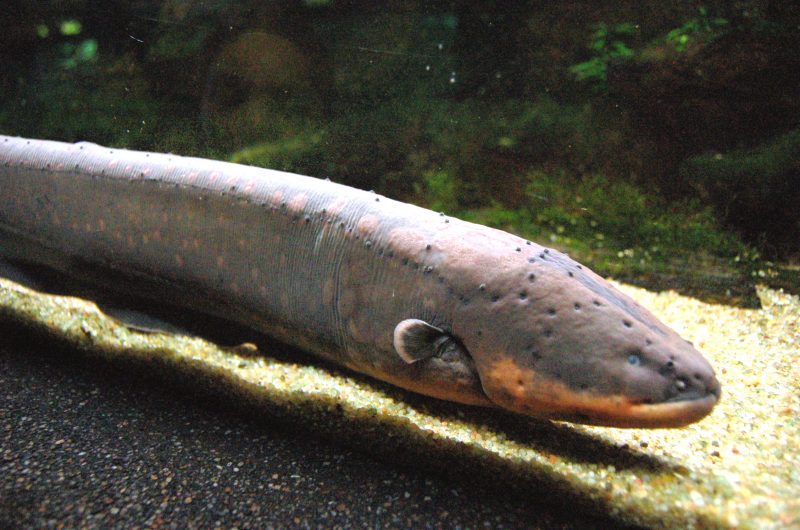 Porake is also known as electric fish.