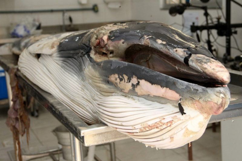 Baleia minke-anã encontrada morta na praia de Jurerê, em Florianópolis &#8211; Nilson Coelho/R3 Animal/Divulgação/ND