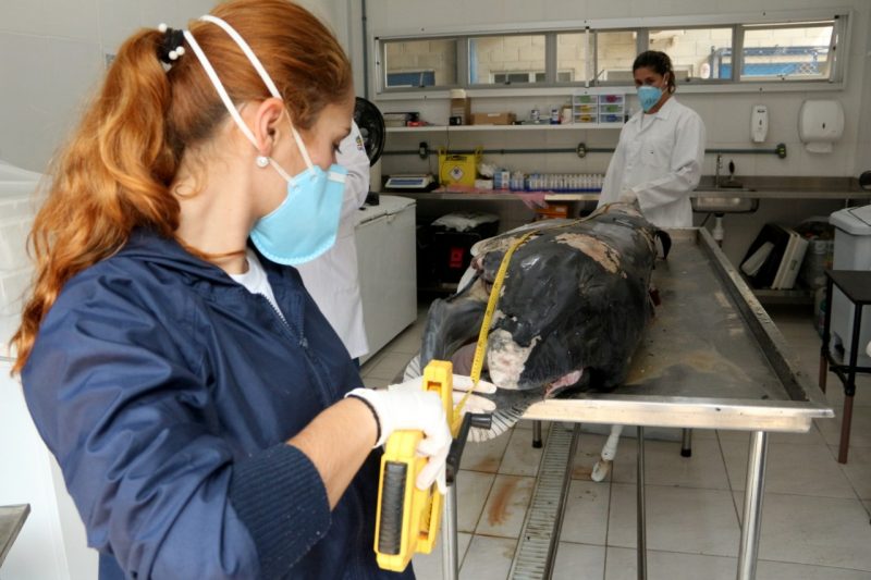 Cetáceo pode chegar a 8 metros de comprimento e pesar 6,5 toneladas – Nilson Coelho/R3Animal/Divulgação/ND
