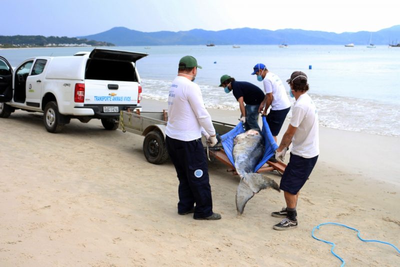 Técnicos resgatam corpo da baleia minke-anã encalhada em Jurerê &#8211; Regina Reis/R3 Animal/Divulgação/ND