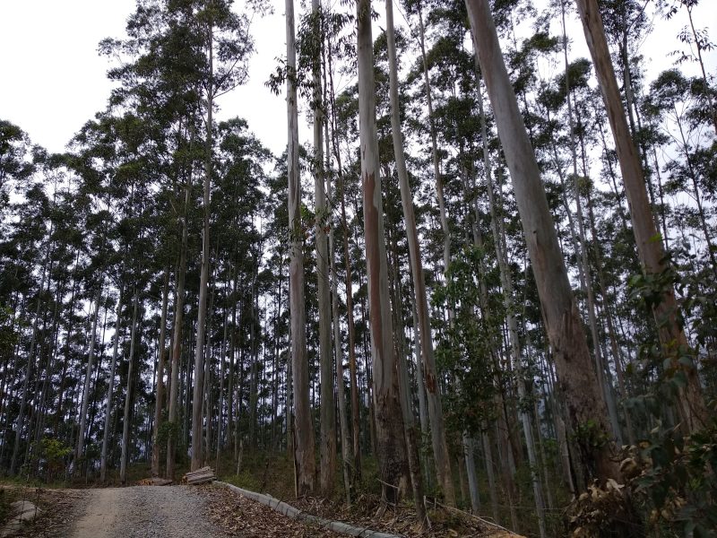 Eucaliptos tamb&eacute;m devem ser eliminados do parque futuramente – Marcela Ximenes/ND