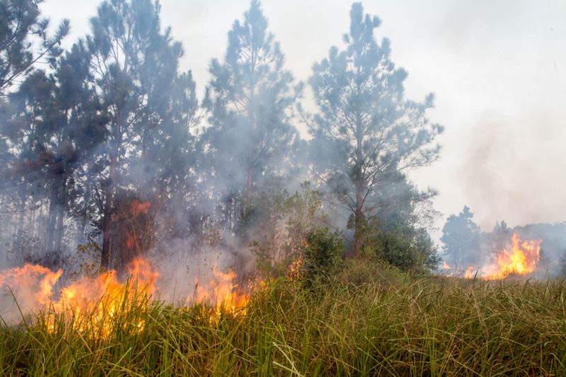 Os pinus est&atilde;o por quase todo o parque e ajudam a propagar inc&ecirc;ndios – Fl&aacute;vio Tin/ND
