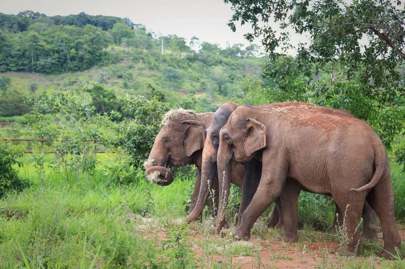 Animais invadiram planta&ccedil;&otilde;es devido ao v&iacute;cio em a&ccedil;&uacute;car – Foto: Santu&aacute;rio de Elefantes Brasil/Divulga&ccedil;&atilde;o/ND