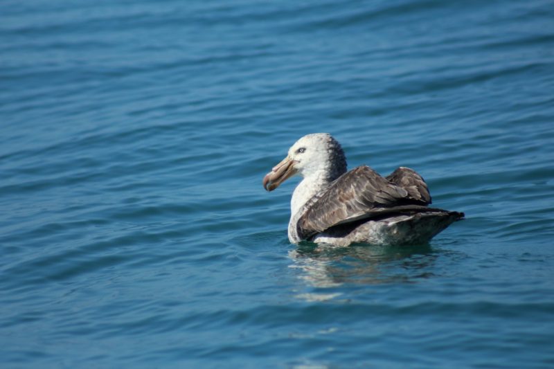 O petrel-gigante-do-Norte foi solto pr&oacute;ximo &agrave; Ilha Xavier, em Florian&oacute;polis – Foto: Nilson Coelho/R3 Animal/ND