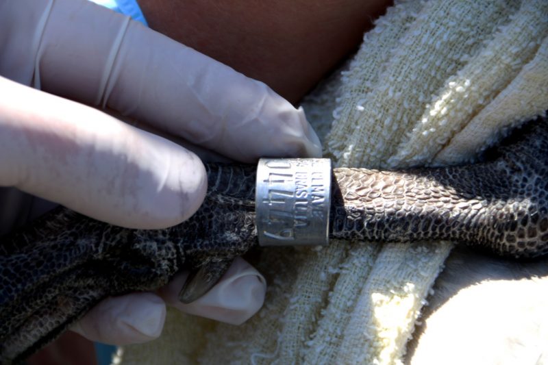 Detalhe da anilha – Nilson Coelho/R3Animal