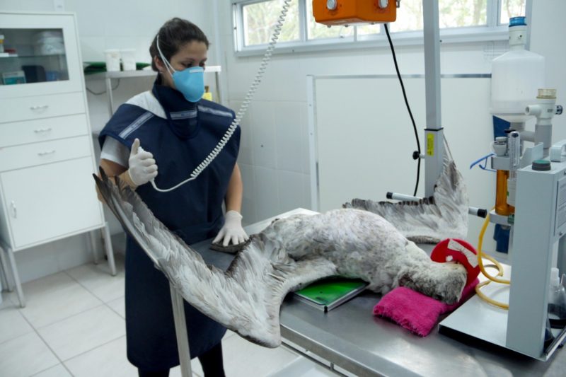 A m&eacute;dica veterin&aacute;ria Janaina Rocha Loren&ccedil;o fazendo exame de raio-x no petrel-gigante – Foto: Nilson Coelho/R3Animal