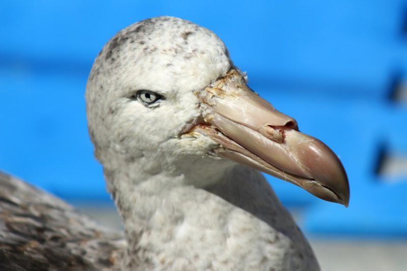O Petrel-gigante-do-Norte dias antes da soltura – Foto: Nilson Coelho/R3Animal
