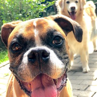 Cães e gatos são considerados seres sencientes em São José – Foto: Flávio Tin/ND