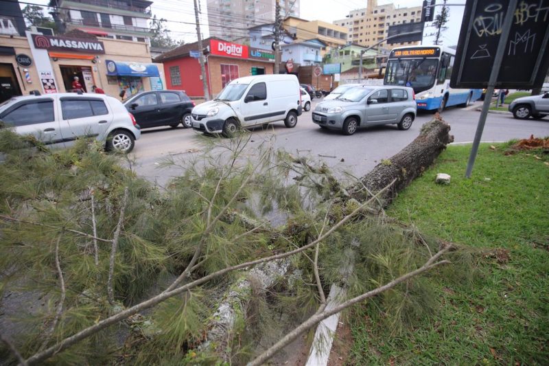 Em Florianópolis, vento forte derrubou árvores &#8211; Foto: Anderson Coelho/ND