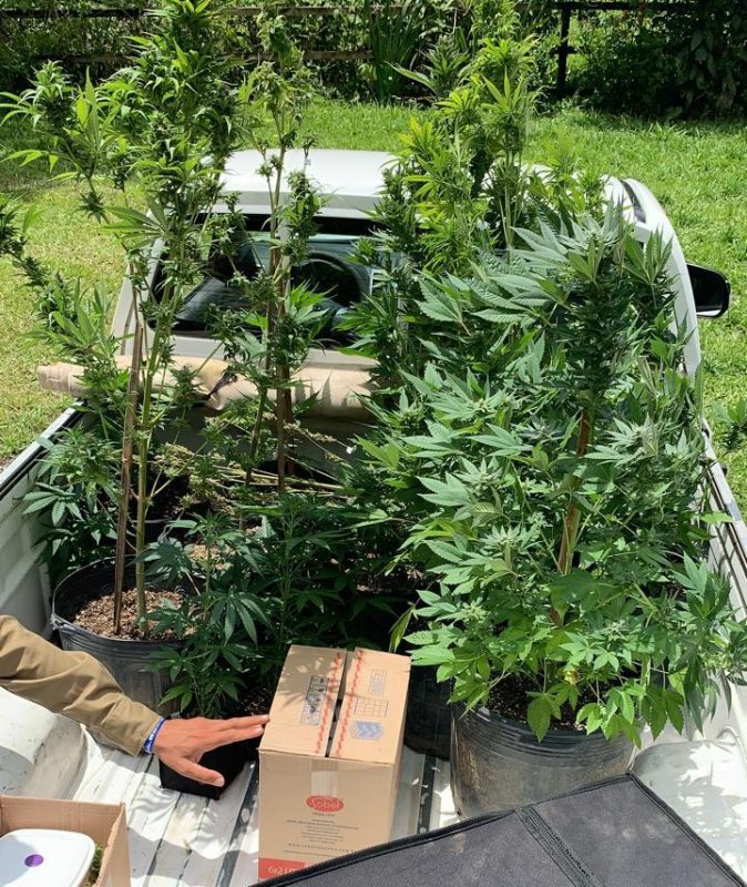 19 pés de maconha foram apreendidos – Foto: PMSC/Divulgação/ND