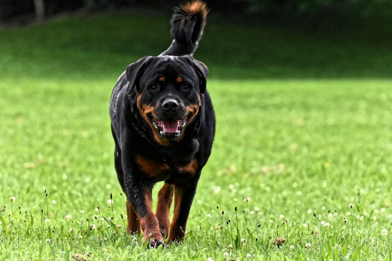 Rotweiller adulto caminhando em gramado 