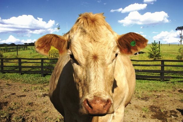 Empresa est&aacute; proibida de transitar com animais at&eacute; que toda a &aacute;rea esteja restaurada – Foto: Divulga&ccedil;&atilde;o/Cidasc/ND