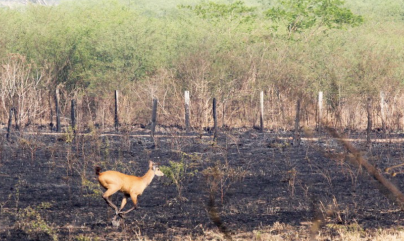 ONGs trabalham tanto para conter as chamas quanto para resgatar animais feridos e providenciar alimentos aos que conseguiram sobreviver &#8211; Foto: Chico Ribeiro / Divulgação