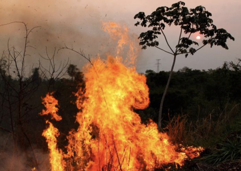 Focos de inc&ecirc;ndios batem n&uacute;mero recorde desde 1998 – Foto: Chico Ribeiro / Divulga&ccedil;&atilde;o
