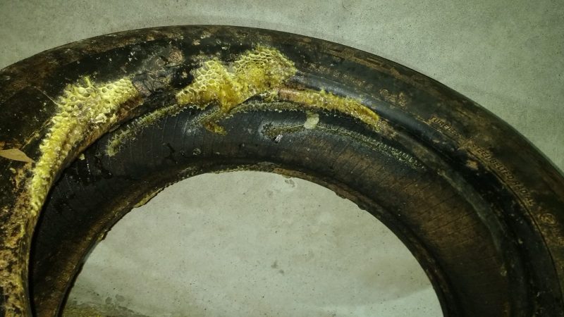 Colmeia foi encontrada em pneu que estava ao lado da escola – Foto: Bombeiros Militar de S&atilde;o Bento do Sul