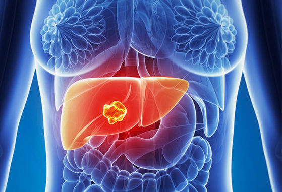 Ilustração de um fígado